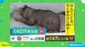 再生数100万回超え！爪とぎ中の猫を襲った悲劇に爆笑続出 飼い主「普段からドジ」