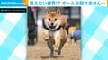 用心深い柴犬の“敵”は電源コード!? 転がるボールを前に固まる姿に飼い主ツッコミ
