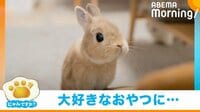 【映像】おやつを貰えず“ムスッ”となるウサギ