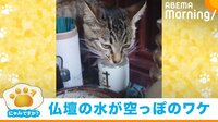 【映像】一心不乱に仏壇の水を飲む猫
