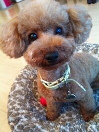 小川菜摘『ありがとう』