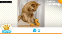 【映像】“思わぬ失敗”で慌てる猫
