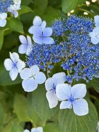 真矢ミキ『梅雨はいつ頃』