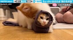 「手も足も出ない」“謎の生き物”がやられ放題 …ちょっと不機嫌な姿が190万回以上再生され話題