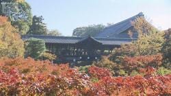 紅葉シーズン京都大混雑　嵐山の竹林に落書き被害で伐採へ