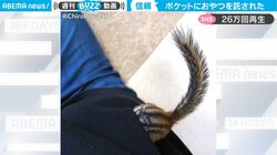 シマリスが飼い主のポケットに大好物を備蓄 全幅の信頼行動にほっこり