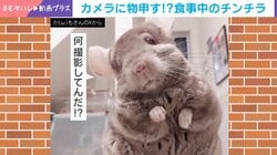 「何撮影してんだ!?」チンチラが突然メンチを切る姿に飼い主も困惑 「イラついた表情も逆に癒やされますね」「可愛いー!!!」と反響