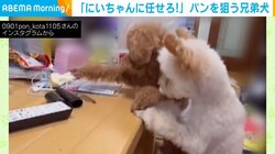 絶対に取りたい! テーブルの上のパンに奮闘する兄弟犬の “愛くるしい姿” に「愛おしすぎる」「何回も見ちゃいます」など悶絶の声
