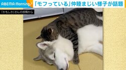 犬の体に顔を埋めて抱きつく猫 2匹の仲睦まじい様子に「特等席」「寒い冬の1番の幸せ」の声