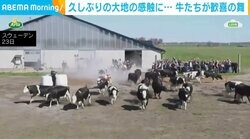 久しぶりの大地の感触、歓喜の舞も スウェーデンで毎年恒例の「牛の放牧」