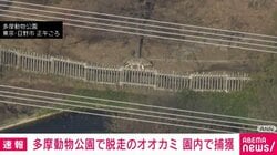 多摩動物公園で脱走のオオカミ 園内で捕獲