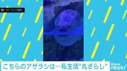 まるでタイタニックのワンシーン？ アザラシの“寝落ち”動画がTwitterで話題に