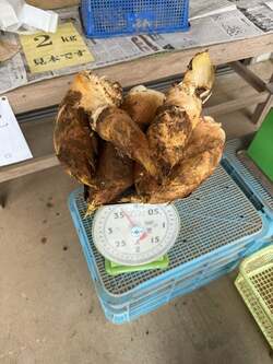 高橋真麻、たけのこ掘りで“大収穫”を報告 手料理も披露「ベタに若竹煮」