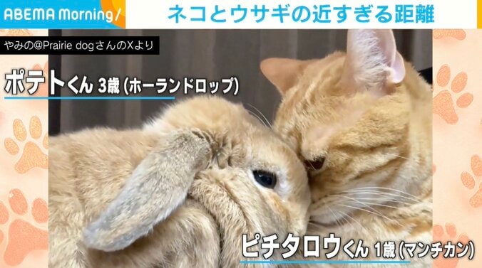 ウサギのポテトくん、猫のピチタロウくん