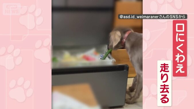 キュウリをくわえて走り去る