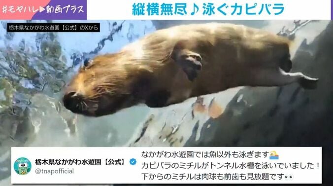 縦横無尽に泳ぐカピバラ!?