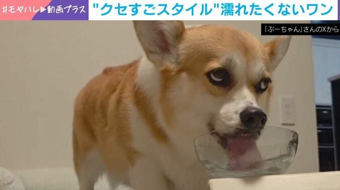 ぷりん姫ちゃん