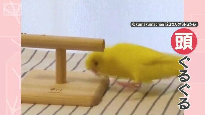 止まり木のそばで頭をグルグル…
