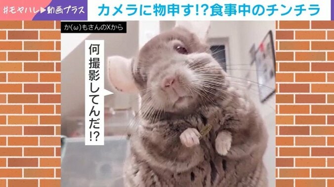 チンチラ