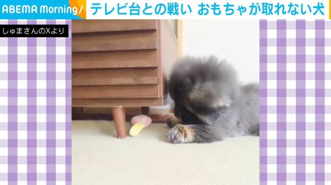 ペキニーズの朱鞠くん