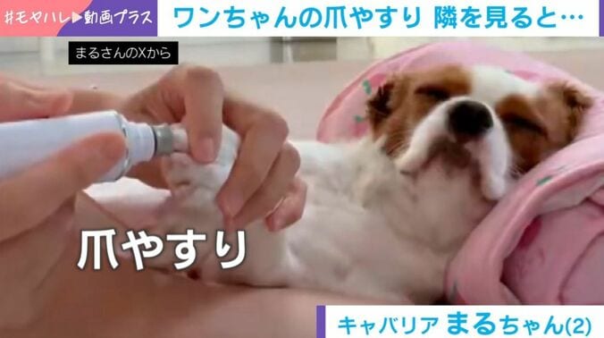 まるちゃん