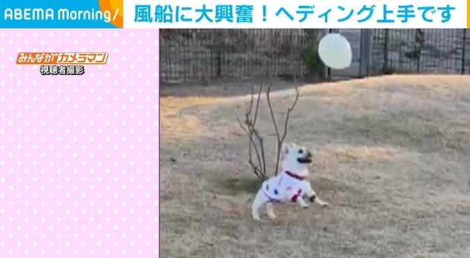 風船あそびが大好きな犬 どこまでもリフティングしていく姿に「上手いもんだ」「賢い」と反響 1枚目