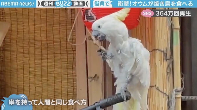 オウムが“焼き鳥”を食べる衝撃的な光景に「人間が“焼き人間”を食べているのと同じ」ネット騒然 1枚目