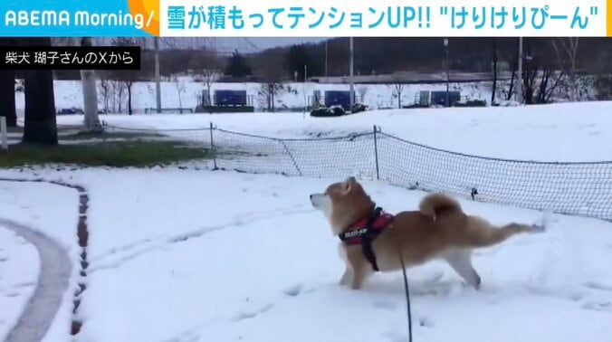 柴犬「ここ」ちゃん