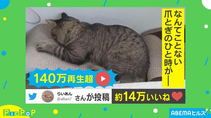 再生数100万回超え！爪とぎ中の猫を襲った悲劇に爆笑続出 飼い主「普段からドジ」 1枚目