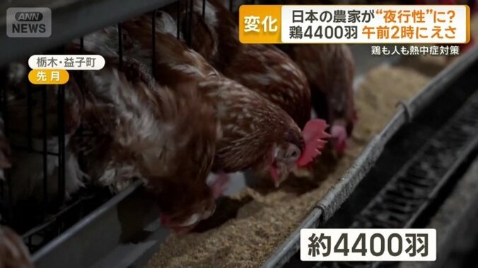 約4400羽のニワトリ