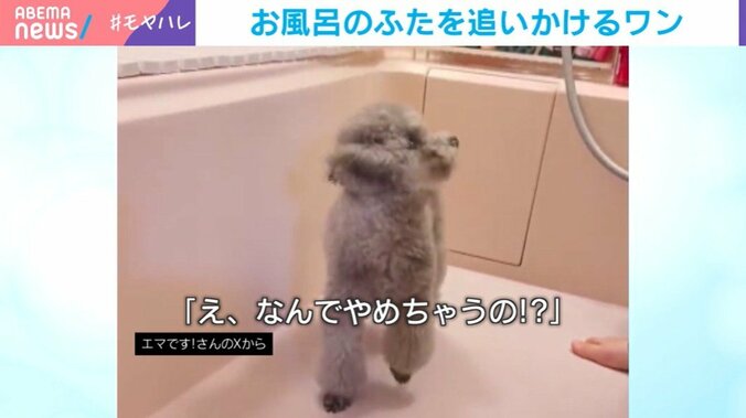 トイ・プードルのエマちゃん