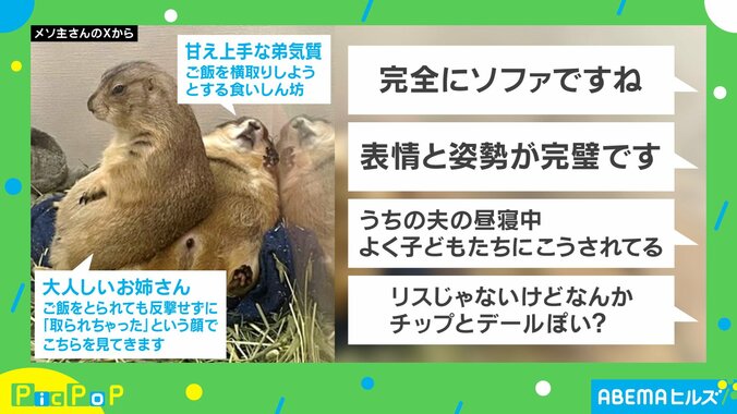 オグロプレーリードッグ