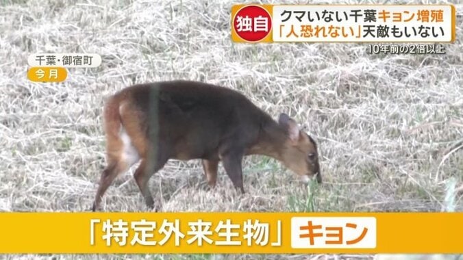 特定外来生物に指定されている「キョン」
