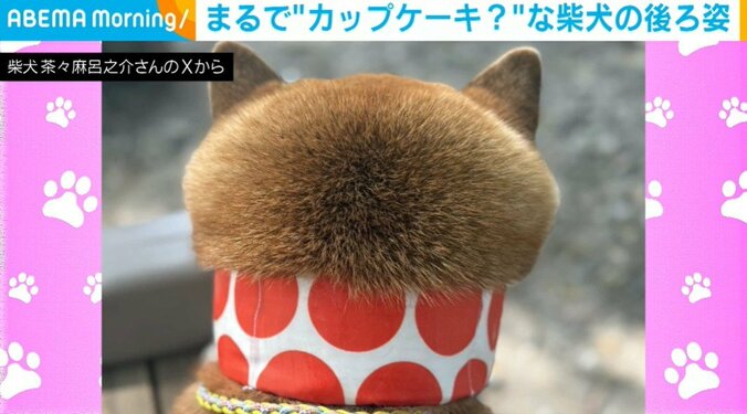 柴犬の茶々麻呂之介くん