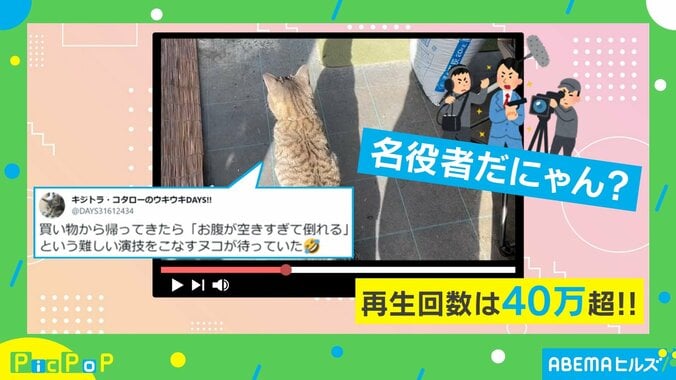 飼い主が買い物から帰ると…猫が“迫真の演技”を披露 「アカデミャー賞ノミネート」などネット民絶賛 1枚目