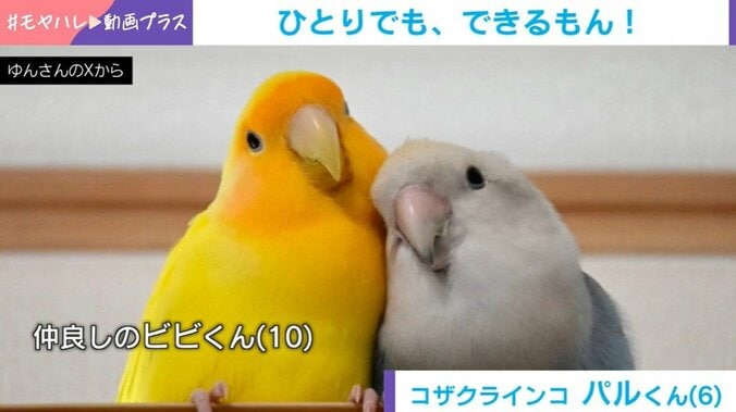 ビビくんとパルくん