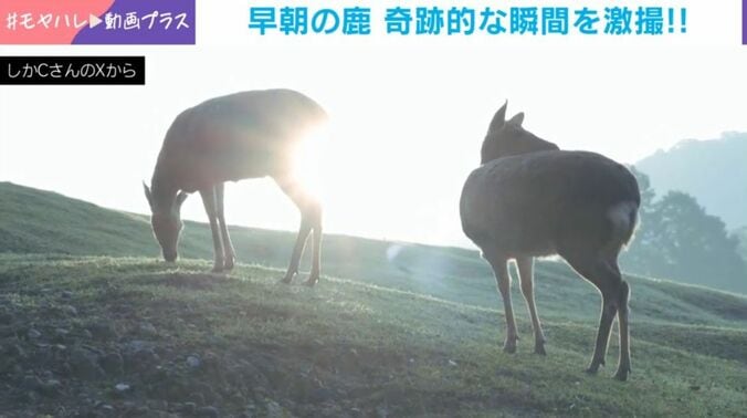 シカ
