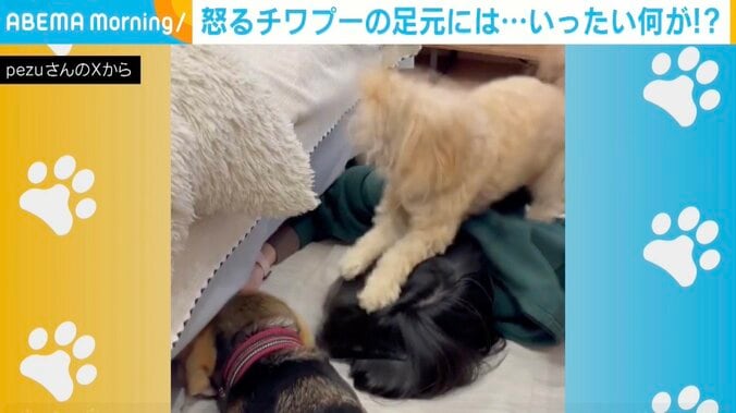 チワプーの茶々ちゃん