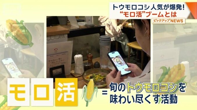 「モロ活」とは？