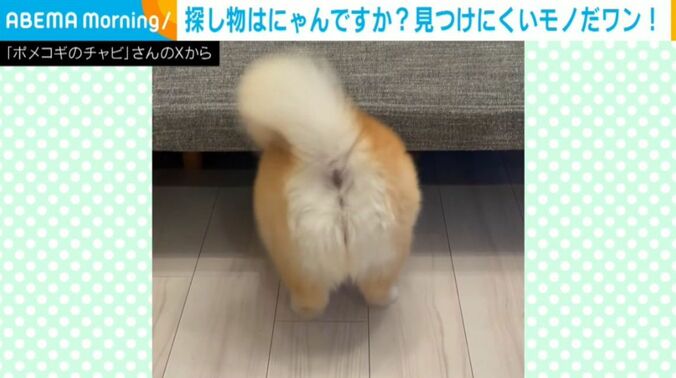 チャビちゃん