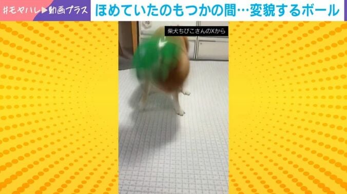 柴犬のちびこちゃん