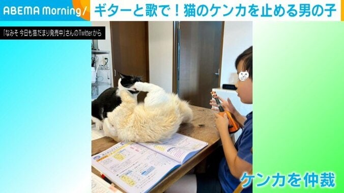 猫のケンカを