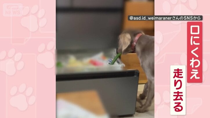 キュウリをくわえて走り去る
