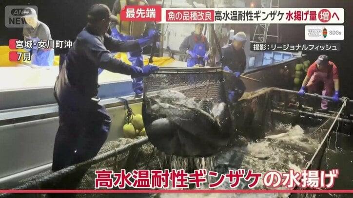 高水温耐性ギンザケの水揚げ