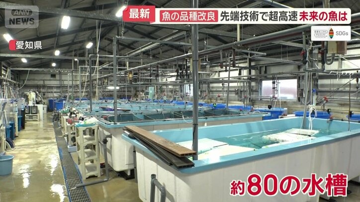 約80の水槽が稼働