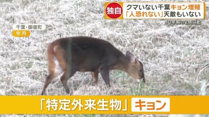 特定外来生物に指定されている「キョン」