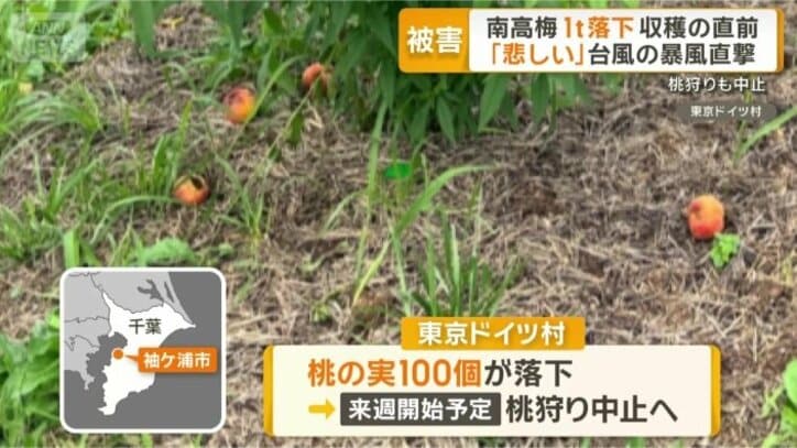 桃の実100個が落下