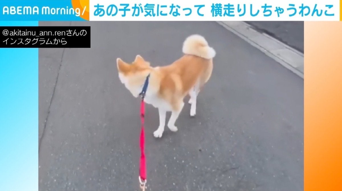 あれ お散歩来ないの お兄ちゃんが気になりすぎて 欽ちゃん走り になってしまう秋田犬に反響 話題 Abema Times