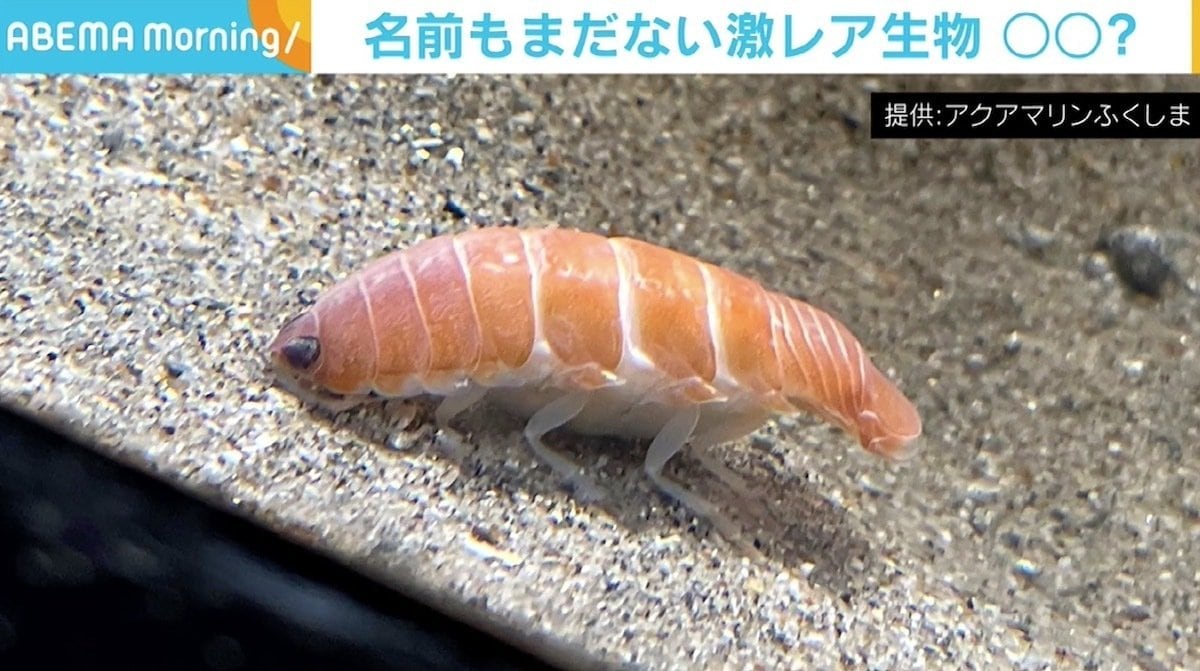 サーモンに見えた」「エビの握り」 激レア深海生物の“寿司っぷり”が話題に | 国内 | ABEMA TIMES | アベマタイムズ