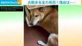散歩を全力拒否する柴犬 衝撃的な隠れ姿に「元気出ました」「癒しをありがとう」と反響